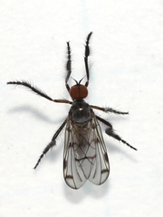 Empis clausa