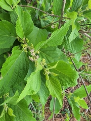 Callicarpa americana