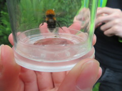 Bombus hypnorum
