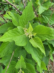 Callicarpa americana