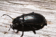 Tarpela micans
