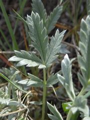Potentilla effusa