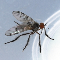 Empis clausa