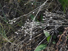 Potentilla effusa