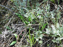 Potentilla effusa