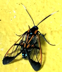 Gymnelia