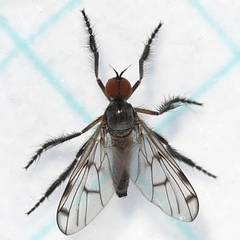 Empis clausa