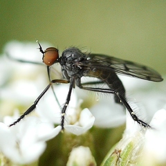 Empis clausa
