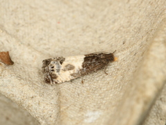 Notocelia cynosbatella