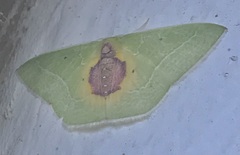 Nemoria astraea