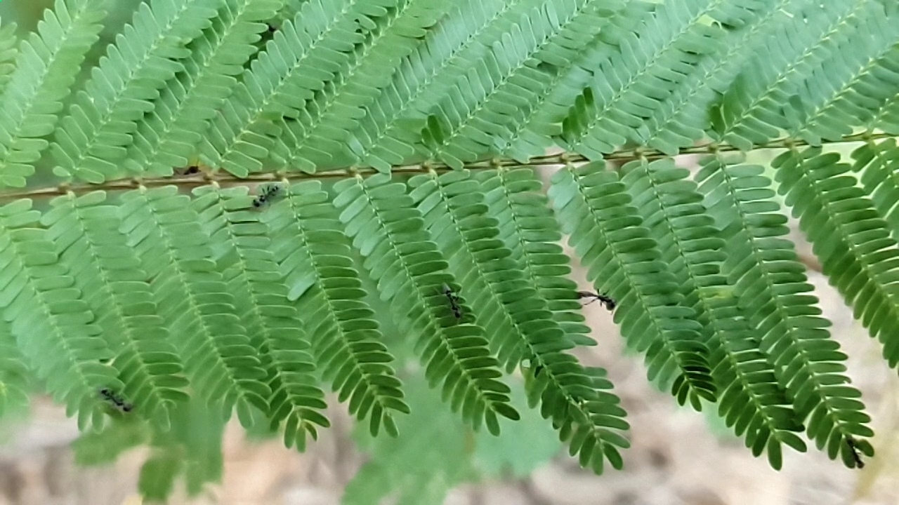 Pseudomyrmex veneficus