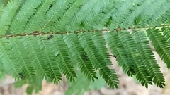 Pseudomyrmex veneficus