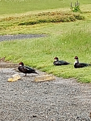 Cairina moschata domestica