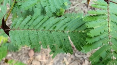 Pseudomyrmex veneficus