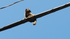 Callithrix penicillata