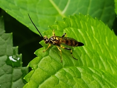 Ichneumon annulatorius