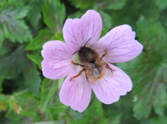Osmia bicornis