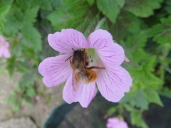 Osmia bicornis