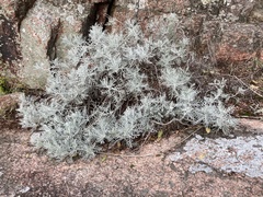 Senecio viravira