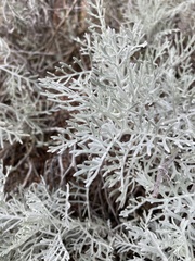 Senecio viravira