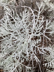 Senecio viravira