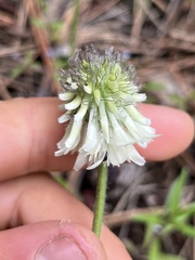 Trifolium eriocephalum