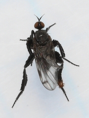 Empis clausa