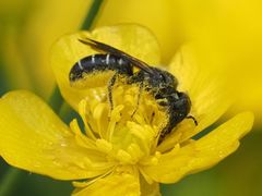 Chelostoma florisomne