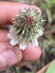 Trifolium eriocephalum