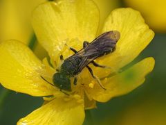 Chelostoma florisomne