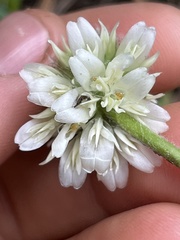 Trifolium eriocephalum