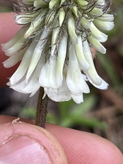 Trifolium eriocephalum