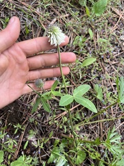 Trifolium eriocephalum