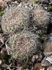 Parodia concinna
