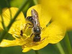 Chelostoma florisomne