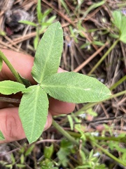 Trifolium eriocephalum