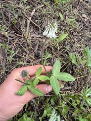 Trifolium eriocephalum