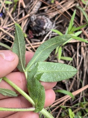 Trifolium eriocephalum