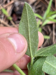 Trifolium eriocephalum