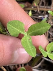 Trifolium eriocephalum
