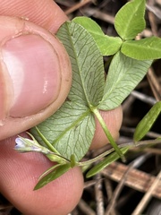 Trifolium eriocephalum