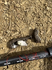 Dendragapus fuliginosus