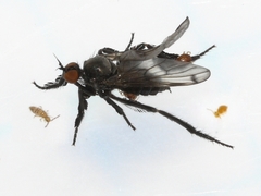 Empis clausa