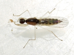 Hemerodromia superstitiosa