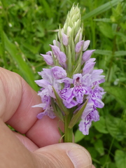 Dactylorhiza fuchsii