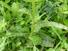 Dactylorhiza fuchsii