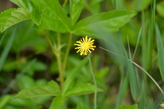 Pilosella piloselloides