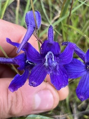 Delphinium depauperatum