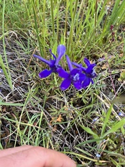 Delphinium depauperatum
