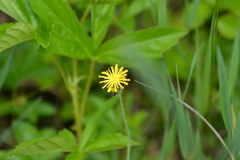 Pilosella piloselloides